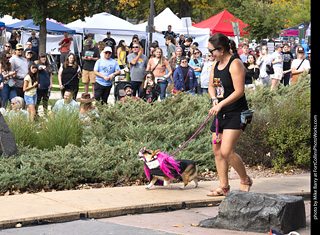 Tour de Corgi 2025 - Costume Contest