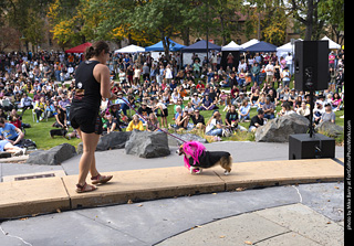 Tour de Corgi 2025 - Costume Contest