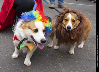 Tour de Corgi 2025 - attendees