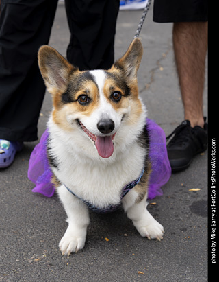 Tour de Corgi 2025 - attendees