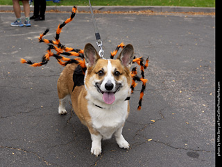 Tour de Corgi 2025 - attendees