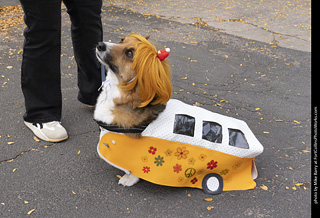 Tour de Corgi 2025 - attendees