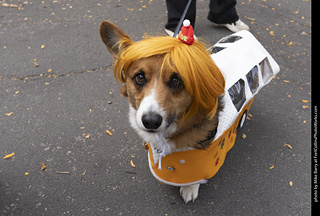 Tour de Corgi 2025 - attendees