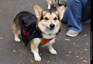 Tour de Corgi 2025 - attendees