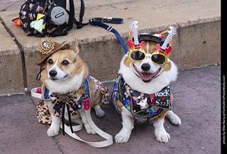 Tour de Corgi 2025 - attendees