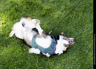 Tour de Corgi 2025 - attendees