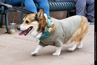  Tour de Corgi 2025 - The Tour