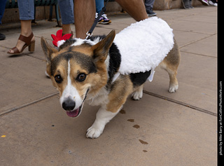  Tour de Corgi 2025 - The Tour