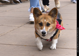  Tour de Corgi 2025 - The Tour