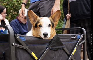  Tour de Corgi 2025 - The Tour