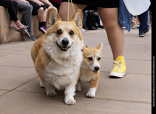  Tour de Corgi 2025 - The Tour