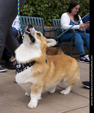  Tour de Corgi 2025 - The Tour