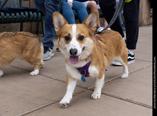  Tour de Corgi 2025 - The Tour
