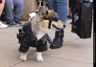  Tour de Corgi 2025 - The Tour