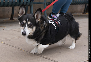  Tour de Corgi 2025 - The Tour
