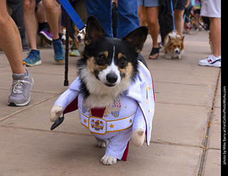  Tour de Corgi 2025 - The Tour
