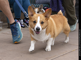  Tour de Corgi 2025 - The Tour