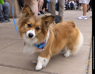  Tour de Corgi 2025 - The Tour