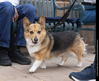  Tour de Corgi 2025 - The Tour