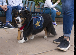  Tour de Corgi 2025 - The Tour