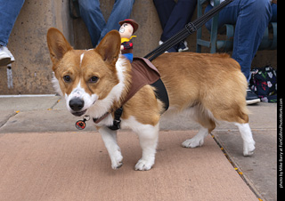  Tour de Corgi 2025 - The Tour