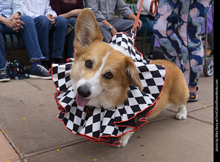  Tour de Corgi 2025 - The Tour