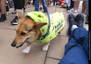  Tour de Corgi 2025 - The Tour