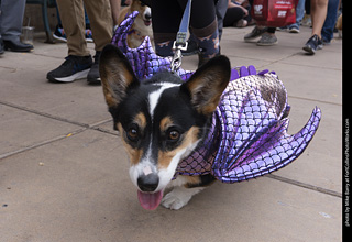  Tour de Corgi 2025 - The Tour