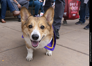  Tour de Corgi 2025 - The Tour