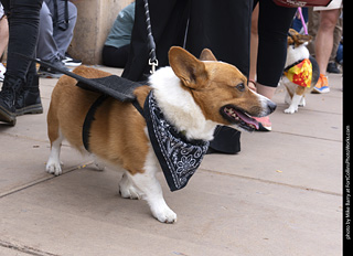  Tour de Corgi 2025 - The Tour
