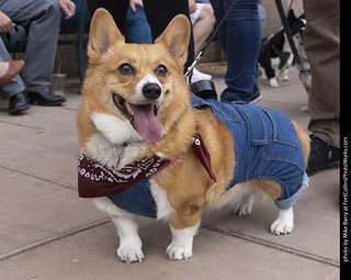  Tour de Corgi 2025 - The Tour