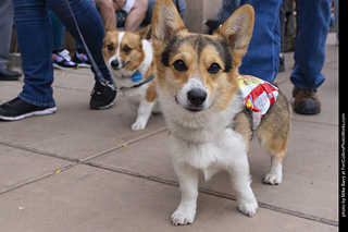  Tour de Corgi 2025 - The Tour