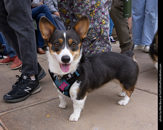  Tour de Corgi 2025 - The Tour