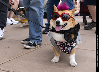  Tour de Corgi 2025 - The Tour