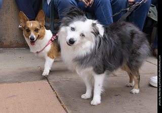  Tour de Corgi 2025 - The Tour