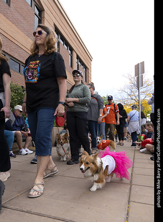  Tour de Corgi 2025 - The Tour