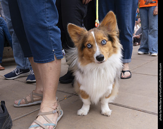  Tour de Corgi 2025 - The Tour