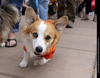  Tour de Corgi 2025 - The Tour
