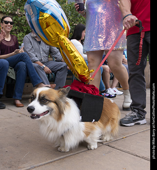  Tour de Corgi 2025 - The Tour