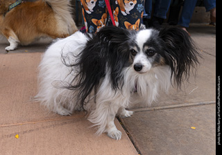  Tour de Corgi 2025 - The Tour