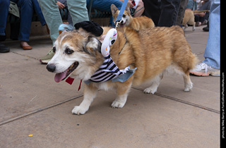  Tour de Corgi 2025 - The Tour