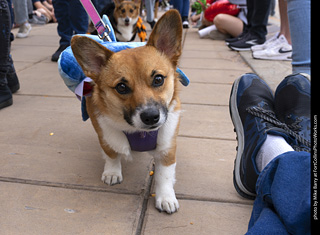  Tour de Corgi 2025 - The Tour