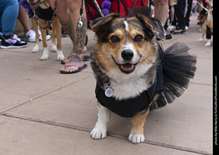 Tour de Corgi 2025 - The Tour