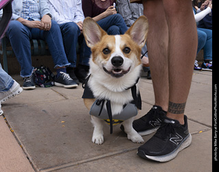  Tour de Corgi 2025 - The Tour