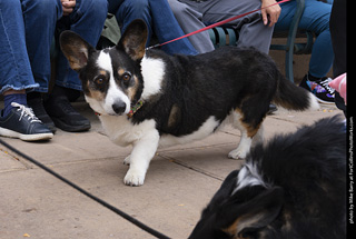  Tour de Corgi 2025 - The Tour