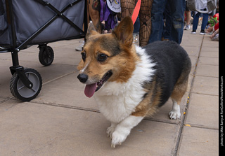  Tour de Corgi 2025 - The Tour