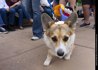  Tour de Corgi 2025 - The Tour