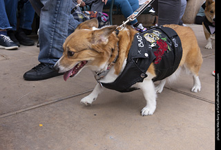  Tour de Corgi 2025 - The Tour