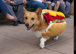  Tour de Corgi 2025 - The Tour