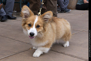  Tour de Corgi 2025 - The Tour